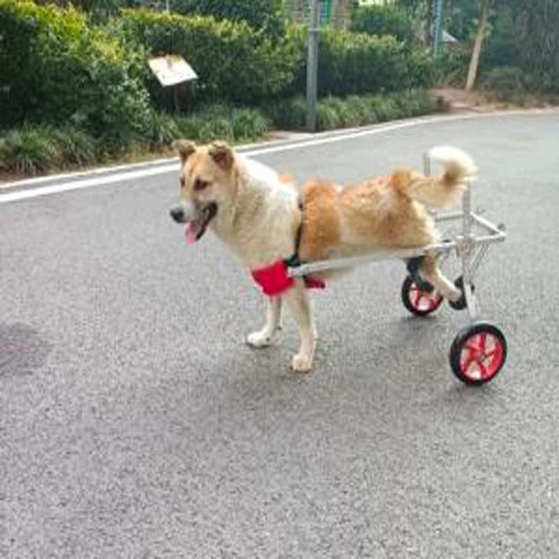 狗狗瘫痪轮椅狗后肢助力