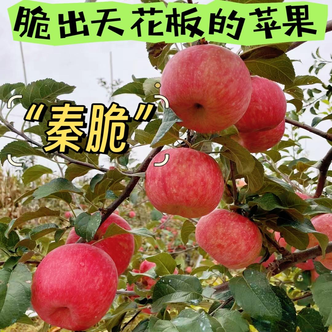 秦脆苹果脆果界天花板西农大选育红苹果甜苹果脆甜脆度秒杀红富士