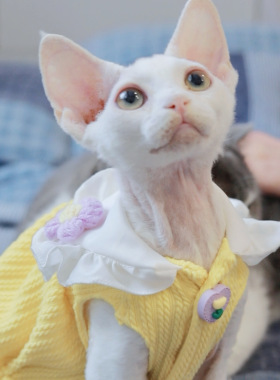 Pico 德文秋冬麻花针织裙无毛猫斯芬克斯衣服娃娃领毛衣灯笼裙