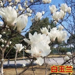 白玉兰树苗庭院室外南方北方耐热耐冻耐寒木本花卉植物白玉兰花苗