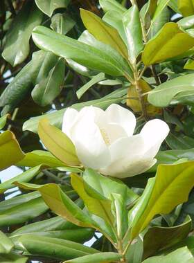 四季常青荷花玉兰园林绿化庭院种