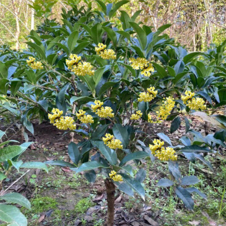 桂花树苗桂花树大树庭院花卉金桂丹桂四季常青盆栽室外地栽浓香型
