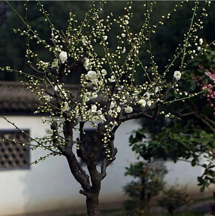 园林绿化苗庭院植物芳香花卉嫁接梅花苗绿梅苗风景树绿鄂梅红绿梅