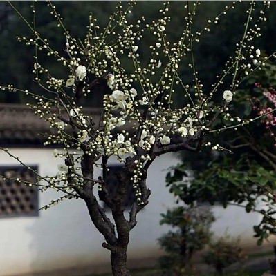 huahuiyou庭院植物嫁接梅花