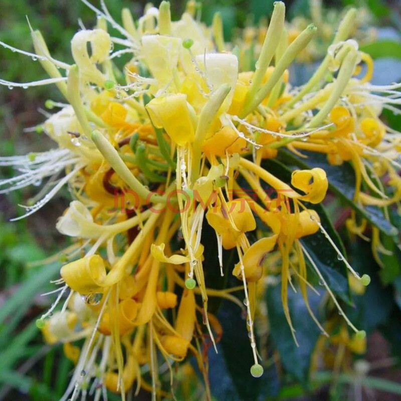 别墅盆栽金银花双色庭院爬藤
