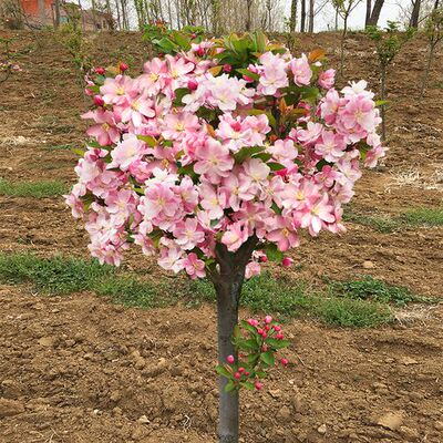 绿化苗木海棠苗庭院别墅点缀植物