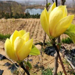 园林绿化苗木庭院植物玉兰树苗黄玉兰苗行道树苗紫白玉兰苗风景树