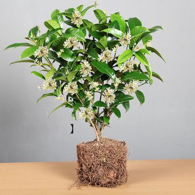 庭院绿植树苗芳香桂花苗四季开花