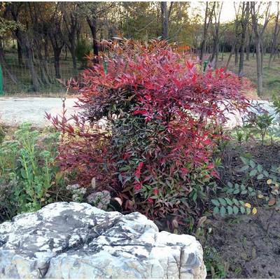 彩色树种南天竹庭院植物四季常青