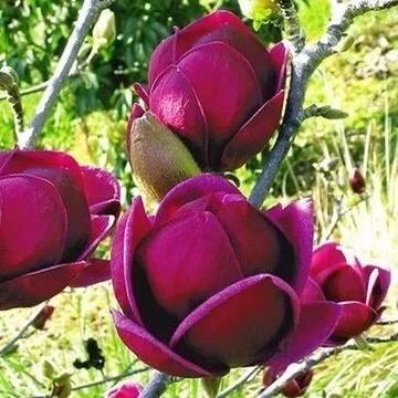 庭院郁金香玉兰花树苗带花苞盆栽