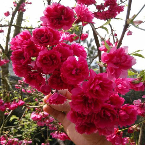 园林庭院嫁接红花台湾绿化苗