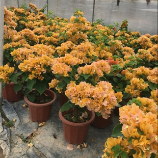 盆栽地栽三角梅树苗庭院攀援植物花卉绿植重瓣大苗黄花三角梅苗