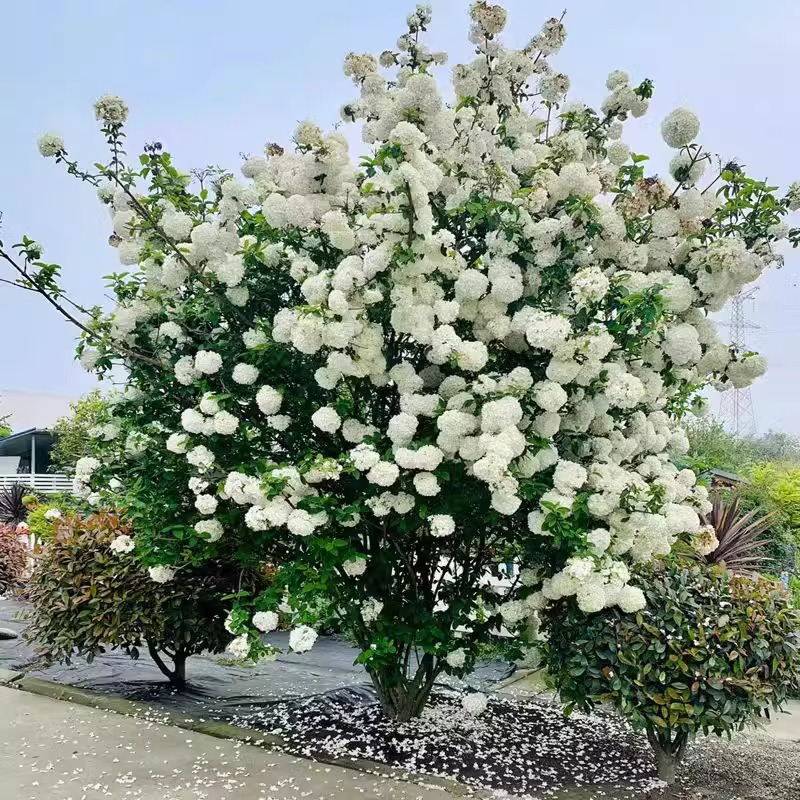 庭院别墅木本绣球花苗中华斗绣球树苗盆栽地栽植物楼顶阳四季开花