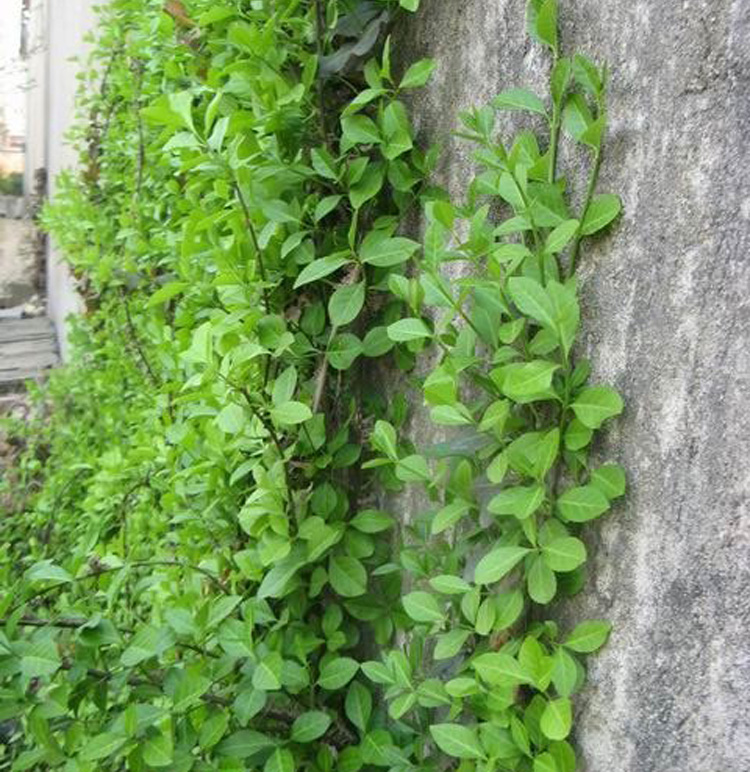 园林绿化苗木庭院爬藤植物小叶扶芳藤苗四季常青爬山虎苗爬行卫矛