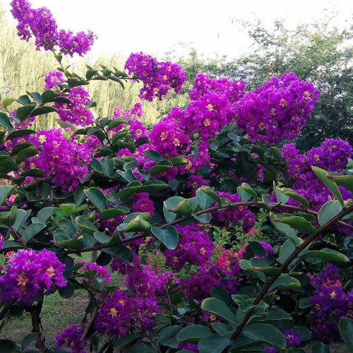 紫薇树苗占地拆迁苗百日红花期长