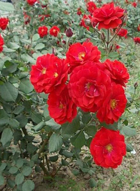 绿植庭院苗木月季植物花卉多品种