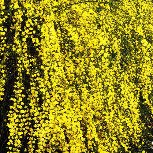 庭院花卉攀援爬藤迎春花园林绿化