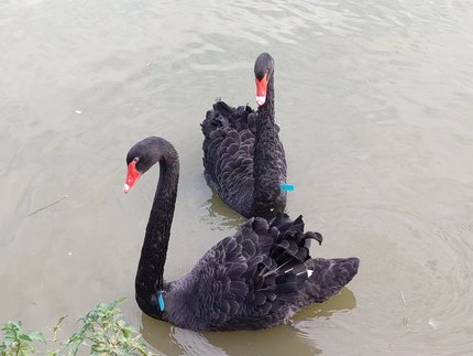 黑天鹅幼崽苗景区农家乐观赏成年黑天鹅活体快递物流发货包活