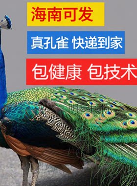 白花蓝孔雀苗苗观赏活体开屏家养