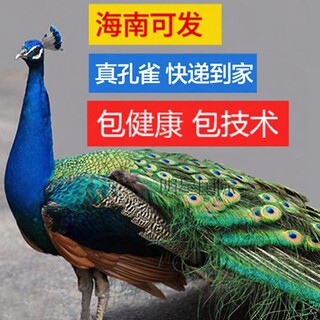 蓝白花孔雀苗崽活体公母一对宠物鸟活体观赏开屏鸟包邮