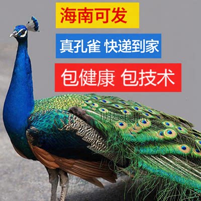 蓝白花孔雀苗崽活体公母一对宠物鸟活体观赏开屏鸟包邮