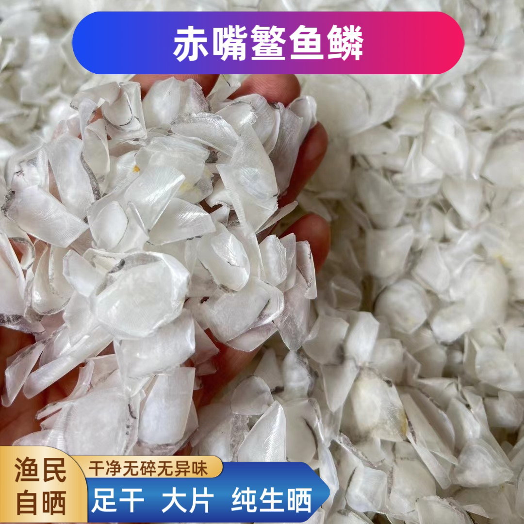 大片赤嘴鳘鱼鳞片足干赤嘴鱼鳞干货渔民自晒海鲜干货深海鱼鳞煲汤