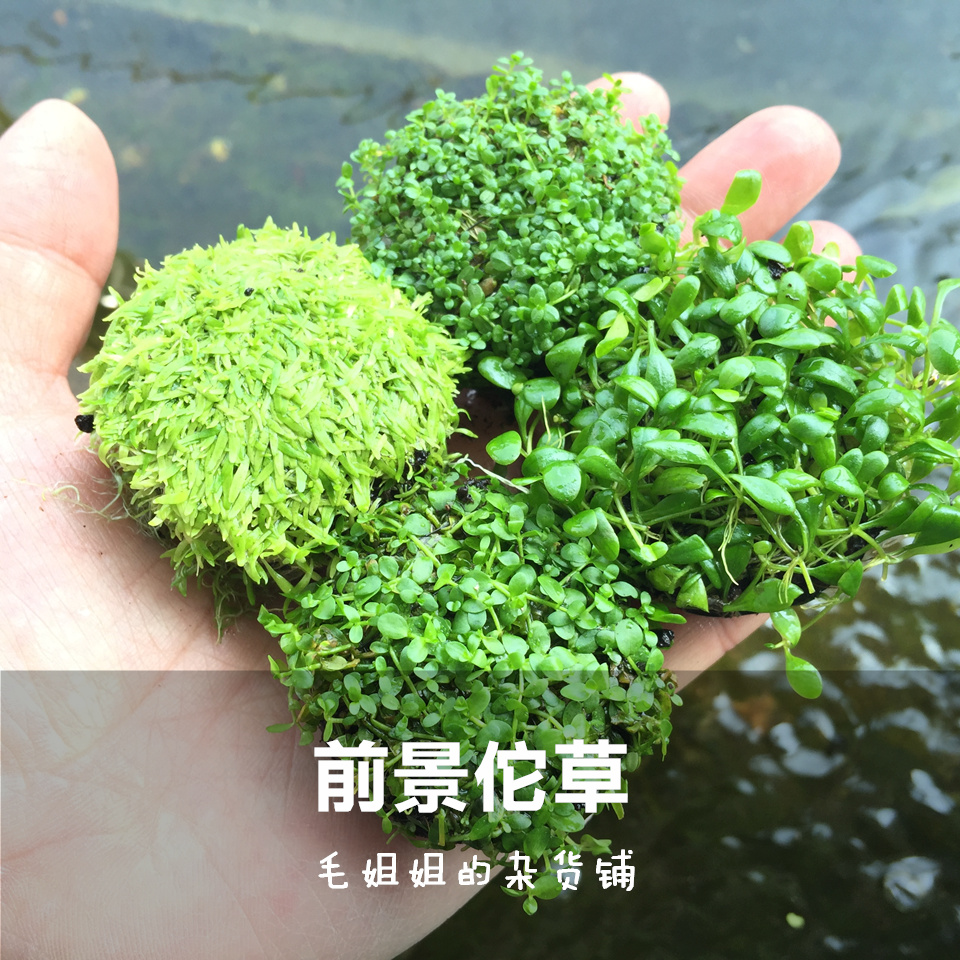 前景草迷你矮珍珠天湖葵挖耳迷你矮佗坨草活体真水草鱼缸造景水草