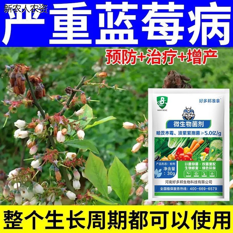 蓝莓专用病菌一扫清白粉图片