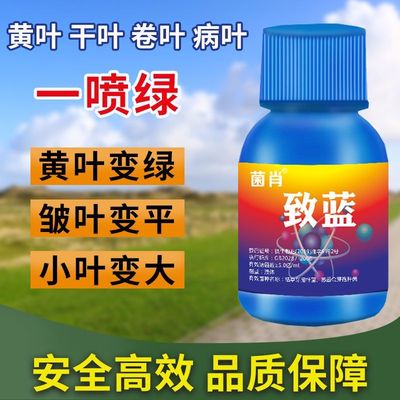 葱姜蒜致蓝韭菜干尖黄叶