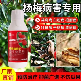 杨梅黄叶病菌清杨梅药凋萎病枯枝病根腐病褐斑病专用微生物菌剂