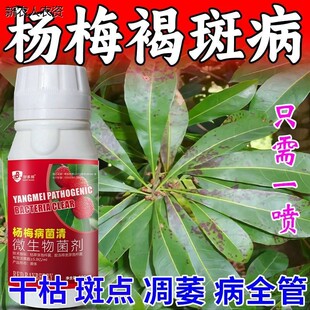 杨梅病清治杨梅凋萎病药肉葱病黄叶病叶枯枝腐锈专用清菌剂防烂药