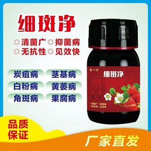 草莓细斑净草莓专打顽固角斑根腐烂棵空心黄萎白粉炭疽灰霉疫病菌