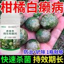 柑橘砂皮病全治黄化专用新型肥料白癞病溃疡病疮痂病柑橘专用