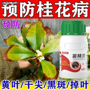 桂花枯叶病黄叶焦叶尖干叶虫孔叶斑病落叶专用肥桂花树肥料菌立清
