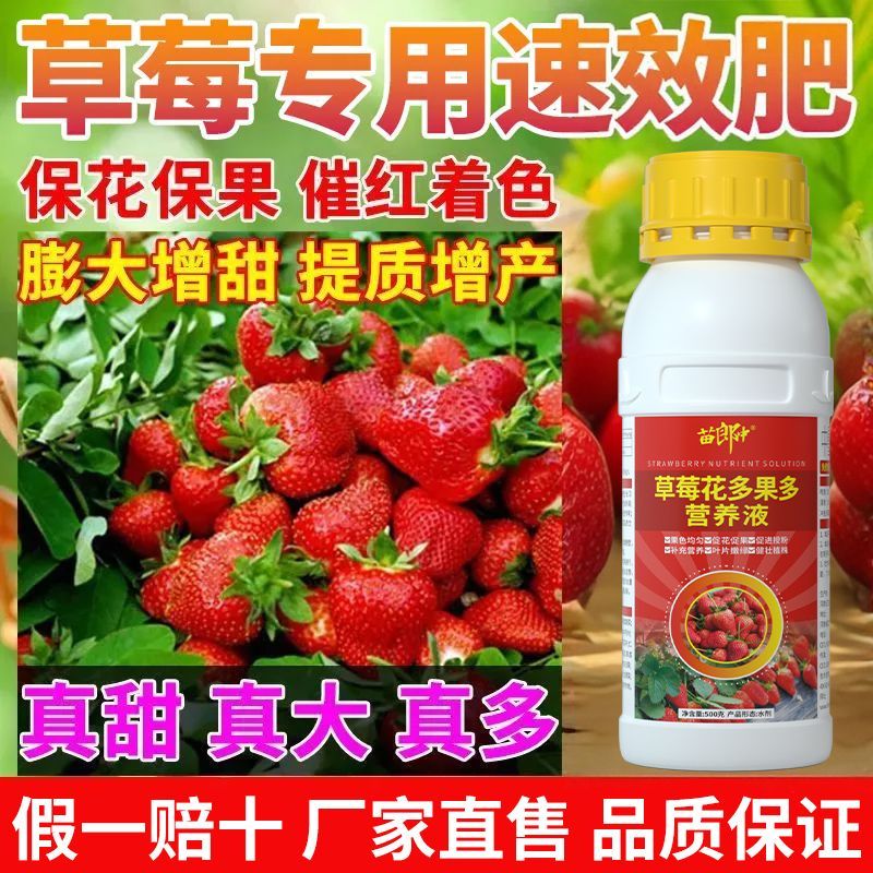 草莓膨大叶面肥膨大剂增甜增色抗病增产果实大红草莓专用