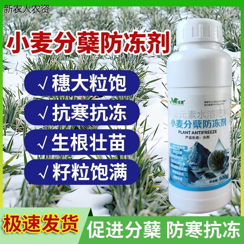 小麦分蘖防冻剂促根壮苗防倒春寒抗倒伏增产氨基酸水溶肥料天 - 实物图