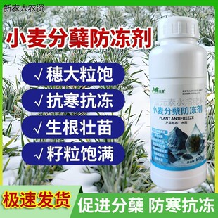 小麦分蘖防冻剂促根壮苗防倒春寒抗倒伏增产氨基酸水溶肥料天