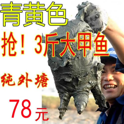 生态放养甲鱼无激素更健康