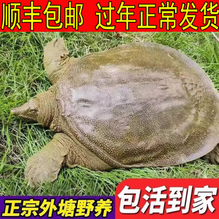 【青黄色】公雄大甲鱼活体新鲜活食用中华鳖水鱼团鱼生态母甲鱼