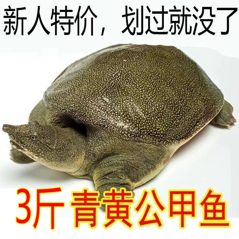 外塘公母大甲鱼活体鲜活便宜小甲鱼苗小水鱼团鱼王八中华鳖苗小