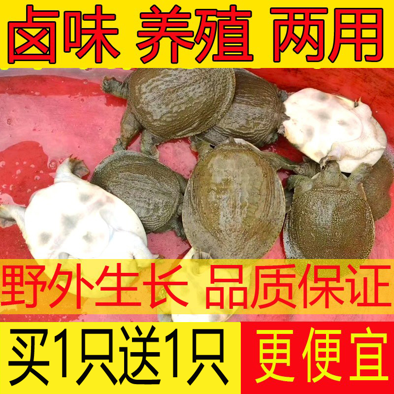外塘鲜活小甲鱼原料甲鱼苗食用大甲小王八食用鲜活水产品包邮