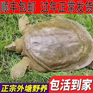 足斤 青黄色外塘新鲜公甲鱼活体鲜活食用水鱼团鱼王八中华鳖母鳖