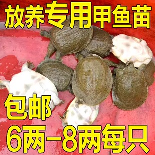 小甲鱼苗鲜活体食用公母小外塘放养中华鳖苗套养散养垂钓卤味麻辣