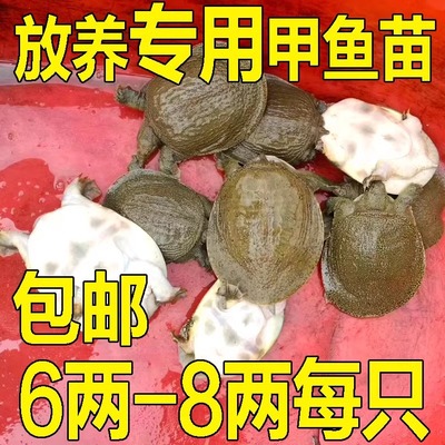 【足斤】1-9两小甲鱼苗鲜活食用