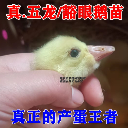 老客户下单五龙/豁眼用