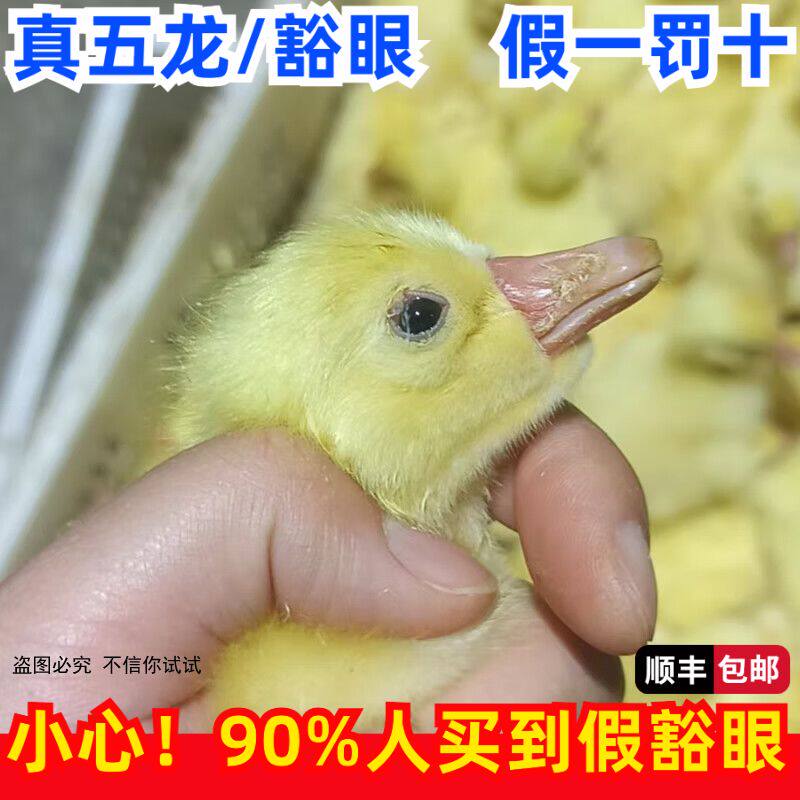 9年老店老客户下单五龙/豁眼专用货真真正正五龙豁眼