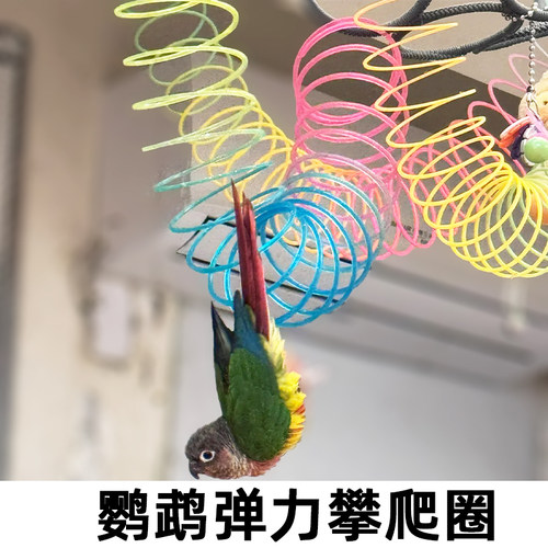 【自动收缩】鹦鹉弹力攀爬圈