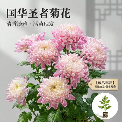 【国华圣者】大菊花苗多年生宿根花卉阳台卧室庭院盆景四季开花