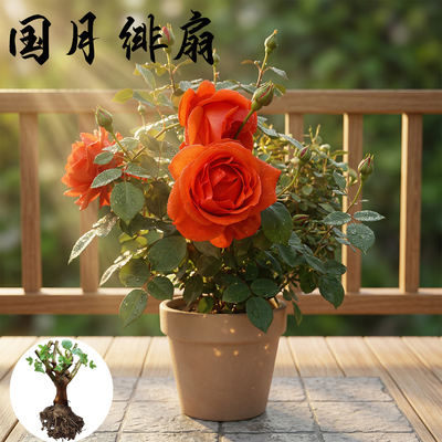 国月 绯扇 月季花苗大花灌木淡香勤花玫瑰 阳台庭院盆栽花卉