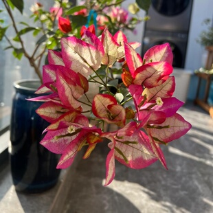 (倾城美人)三角梅小苗橙色不带花盆栽大苗重瓣室内阳台庭院树苗